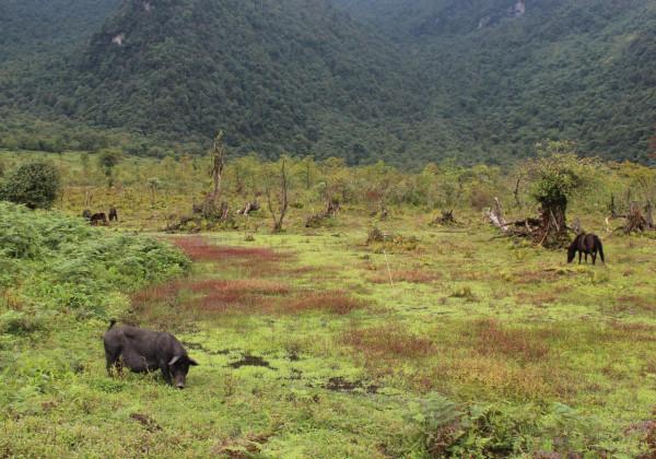 走,我們一起到黑竹溝裡去放豬啦 走,我們一起到黑竹溝裡去放豬啦