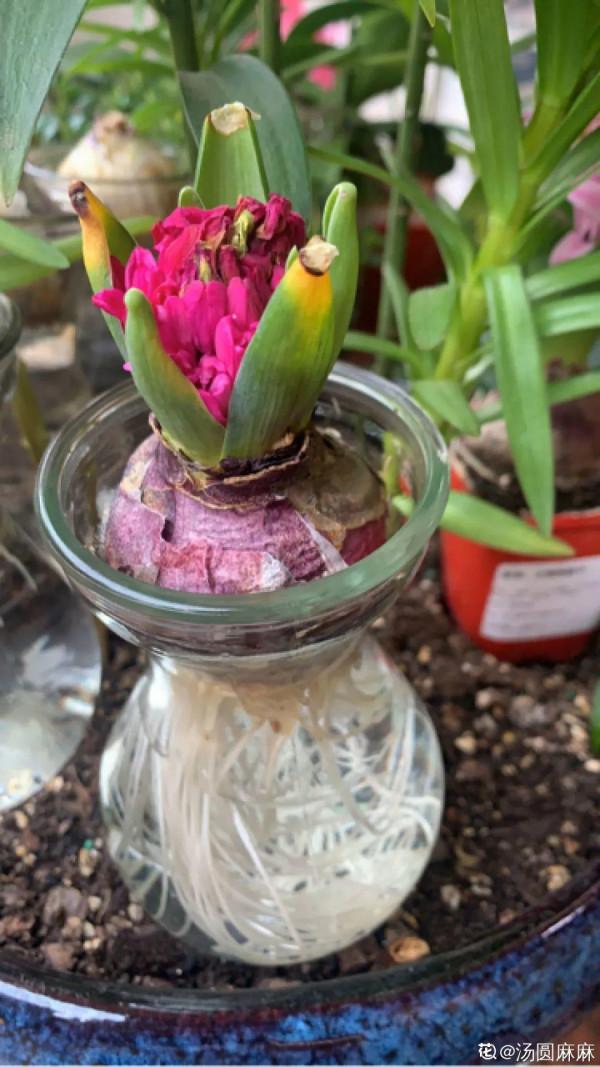 風信子到了夏天，趕緊挖出來埋沙裡，秋天繼續種