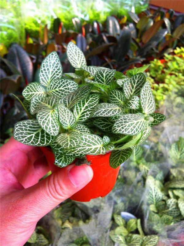 16種喜&OpenCurlyDoubleQuote;陰&rdquo;花，適合養在&OpenCurlyDoubleQuote;光照少&rdquo;的地方，光太強反而長不好