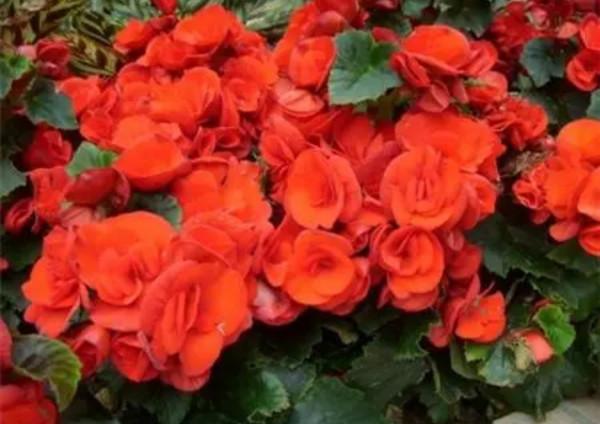 6種花“很怕曬”，光照太強容易黃葉枯萎，難怪養不好