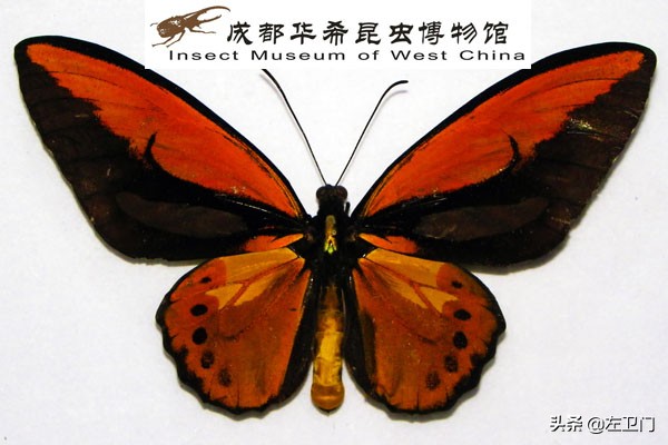 夢幻般的國蝶，你知道多少？