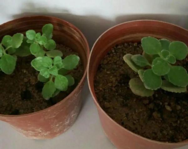 屋裡養盆“香水花”,活脫脫的“活香水”,滿屋香味還特別耐寒 屋裡養盆“香水花”,活脫脫的“活香水”,滿屋香味還特別耐寒