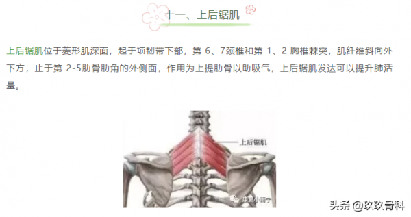 收藏 | 引發肩關節疼痛的肌肉彙總