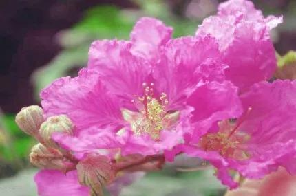 分享——紫薇花