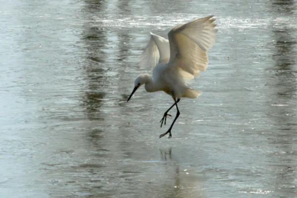 崇明有一群“冰上精靈”