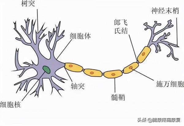 長期運動我們的大腦是這樣變化的