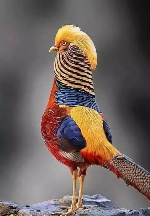 30多種罕見的美麗鳥