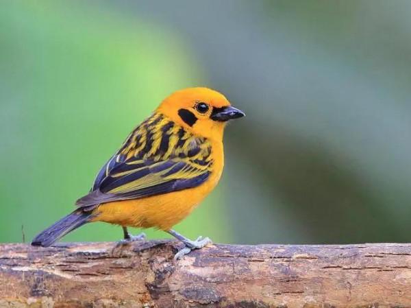 唐加拉雀集合，30只小小鳥