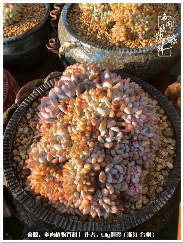 多肉是一個人的狂歡，小城多肉花壇準備出道啦