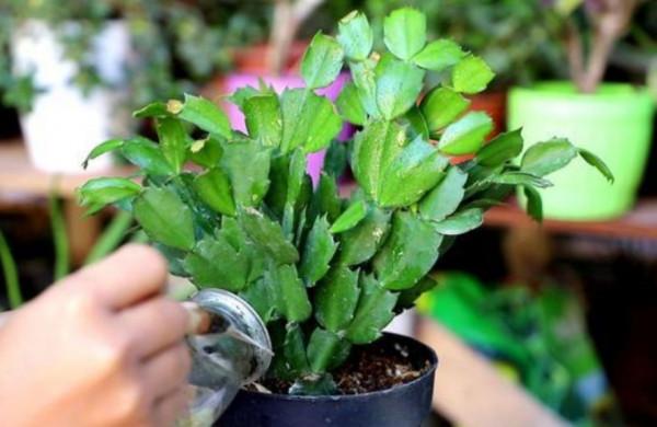 家裡養4種花,秋天給它“剪一剪”,花苞長更多 家裡養4種花,秋天給它“剪一剪”,花苞長更多