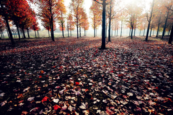 色彩斑斕!金安的這片花葉世界,又到一年中最美的時刻 色彩斑斕!金安的這片花葉世界,又到一年中最美的時刻