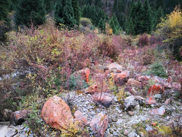 小驚喜～達古冰川山下沿途