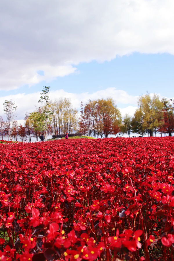 冬天的洱海生態廊道,美出新高度 冬天的洱海生態廊道,美出新高度
