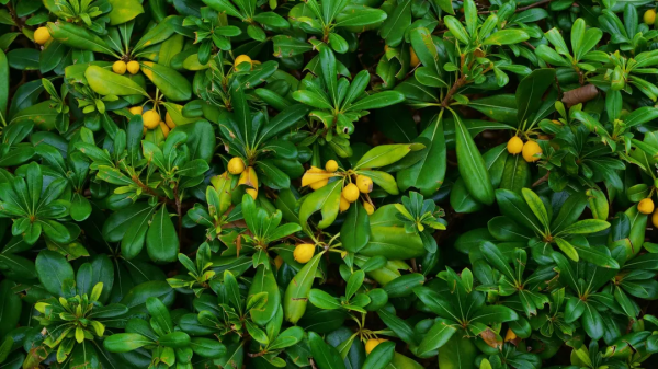 太倉的冬天，“果”然美麗