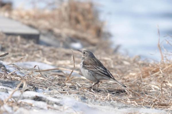 春節清河觀鳥記錄