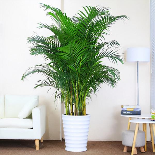 客廳想養“大盆栽”,建議從這10種裡面選,格調高寓意好,還養人 客廳想養“大盆栽”,建議從這10種裡面選,格調高寓意好,還養人