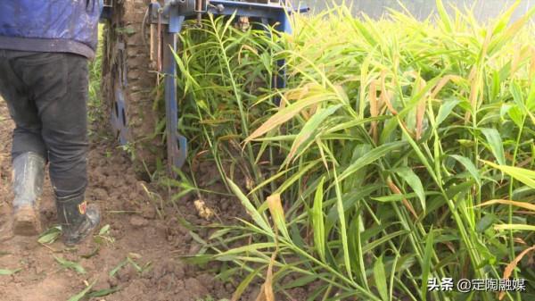 返鄉創業做“姜”軍,看定陶這位小夥的致富路 返鄉創業做“姜”軍,看定陶這位小夥的致富路