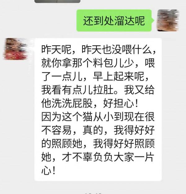 兩個月的小母貓死了：救活你，卻又害了你