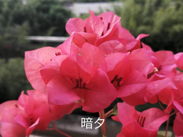 我的兩款紅色三角梅