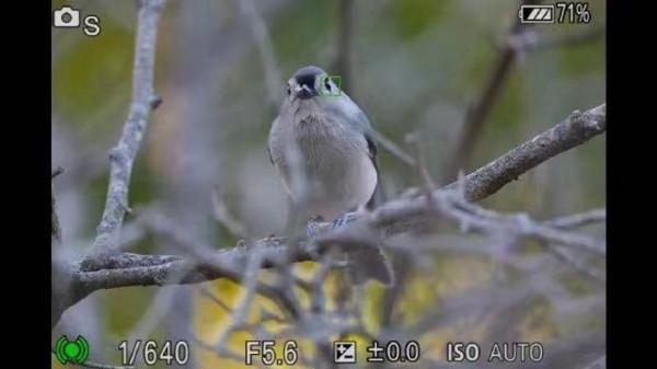 今晚釋出 海外媒體偷跑索尼A7M4評測影片