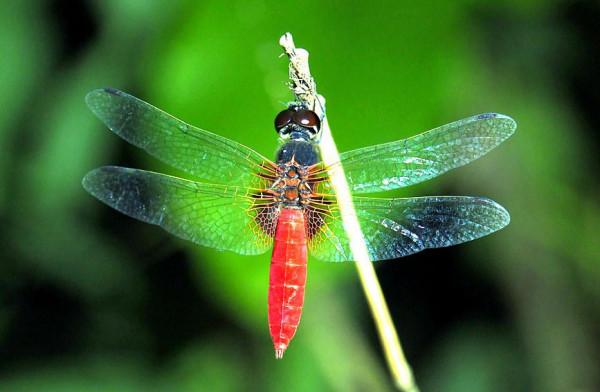 海南海口：城市公園裡的奇妙眾生相