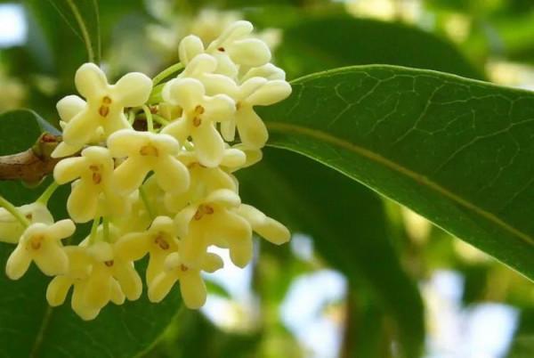 他發明了中秋,發明了愛情,發明了一種叫月亮的思念 他發明了中秋,發明了愛情,發明了一種叫月亮的思念