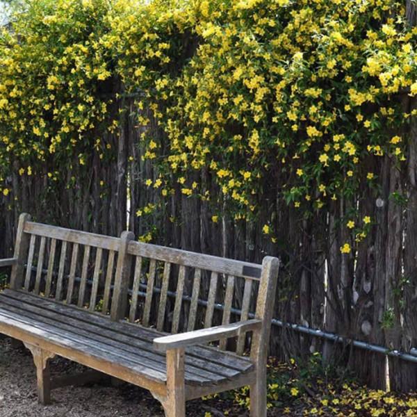 花香如香水，花期大半年，唯一能在冬天室外開的茉莉，你見過嗎？