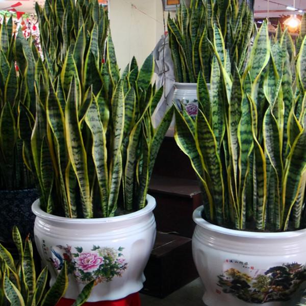 室內想養&OpenCurlyDoubleQuote;大盆&rdquo;鎮宅花，建議從這10種裡面選，聽名字就很霸氣