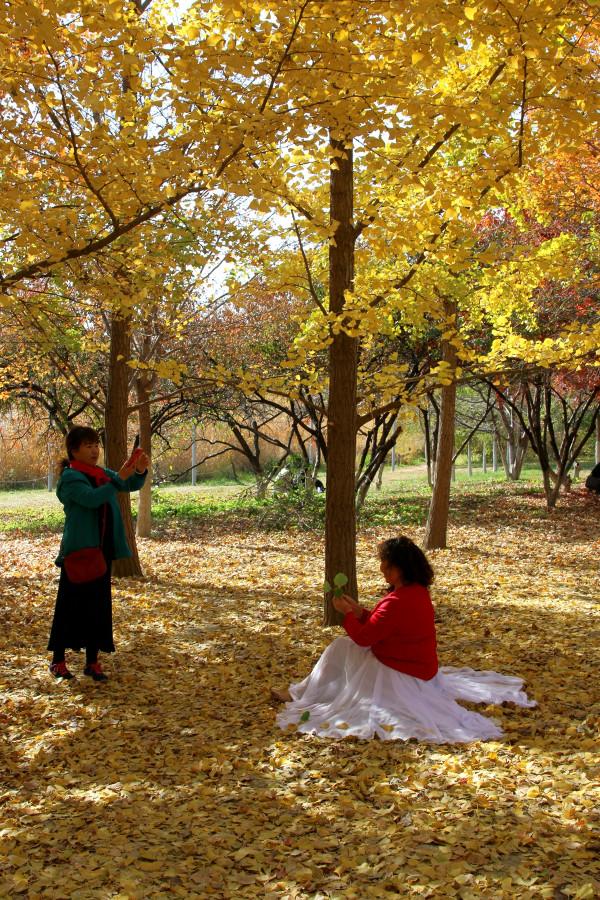 去奧森公園，盡享“京”彩秋色 #秋日好時光##小生活，大財富#