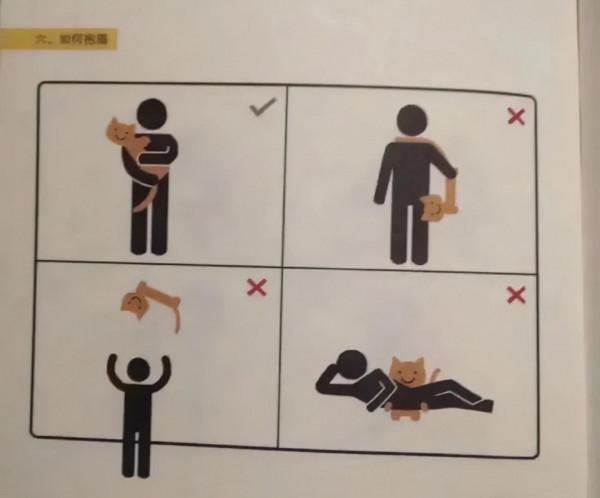 原來這才是養貓的正確方式！我一直都搞錯了