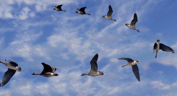 五臺山參禪：智真長老給宋江的佛偈是什麼意思？宋江真悟不出來嗎