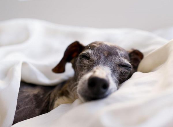 適合內向性格的10大品種寵物狗