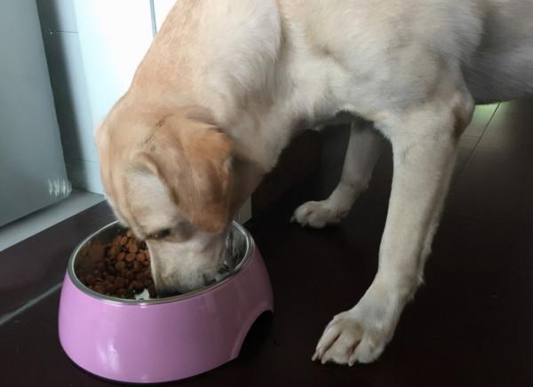 拉布拉多一天吃多少狗糧,怎麼餵養? 拉布拉多一天吃多少狗糧,怎麼餵養?