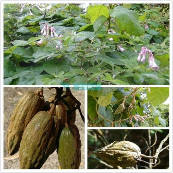 雲南不一樣的野味 雲南不一樣的野味