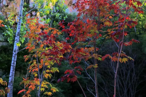 【玩轉懷柔】2021懷柔賞秋攻略出爐！一個字，絕！