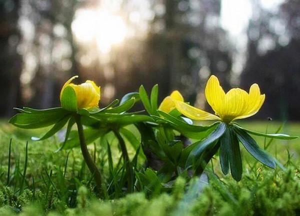 冬菟葵～頂生一朵黃花，花期冬季至早春