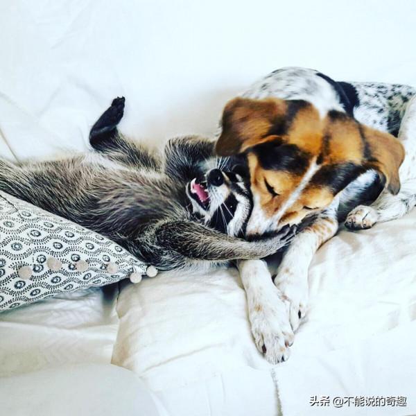 樹上掉下浣熊寶寶,她接納小生命成為家人,見證了一段奇妙的友誼 樹上掉下浣熊寶寶,她接納小生命成為家人,見證了一段奇妙的友誼