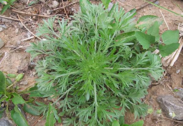 一味鄉下常見的中藥：茵陳，清利溼熱，利膽退黃，妙用可治牛皮癬