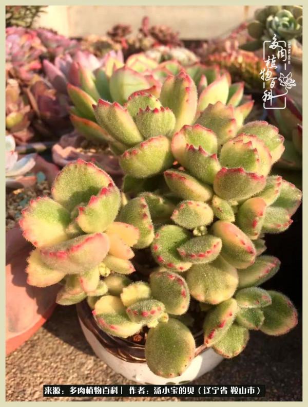 大東北的漫長冬季，我與多肉一起冬眠