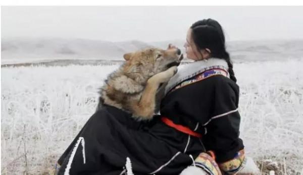 蒙古草原最牛的牧民，有6只野狼為他放羊，一點沒有狼的威嚴