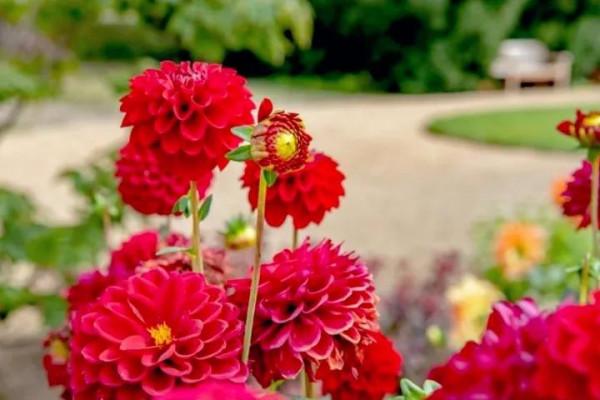 大麗花的花朵，花瓣排列得十分整齊，自然奔放而富有浪漫色彩