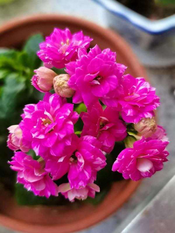 陸續開花的長壽花