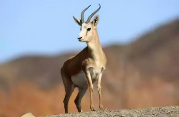 邊關兵之初 黑戈壁的精靈