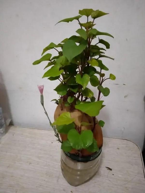 養個紅薯盆景吧