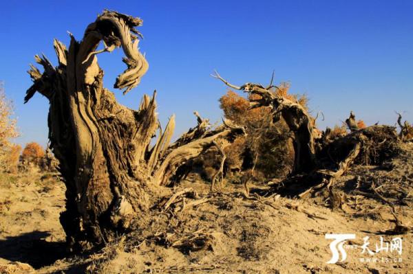 這裡是新疆 | 新疆胡楊林風景集錦