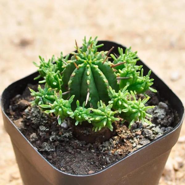 神奇的大自然之多肉植物！竟然很多都沒見過！太神奇了！（下）