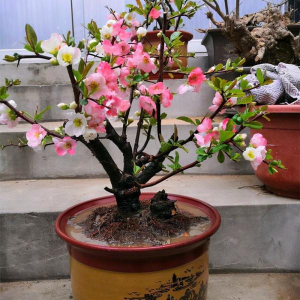 家裡有院子，就種5種“旺宅樹”，觀賞收果兩不誤，吉祥又實用