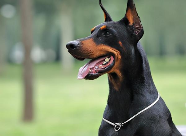 盤點幾種“很怕冷”的狗狗,這是凍成狗了嗎 盤點幾種“很怕冷”的狗狗,這是凍成狗了嗎