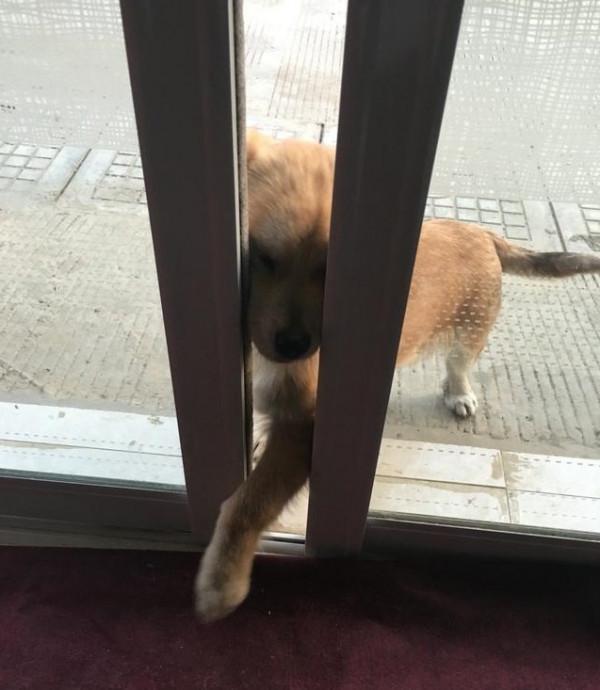 一隻會自己開門的土狗，閉上你說土狗的嘴