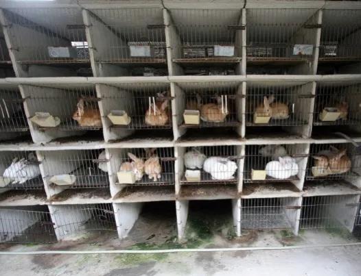 兔子養殖需要哪些門檻？